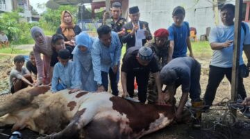 Allahuakbar… Allahuakbar… Allahuakbar Walillahilhamd, Ferdy Sanjaya Sembiring Tebar Keberkahan Idul Adha dengan Menyembelih 19 Sapi dan 2 Kambing untuk Masyarakat